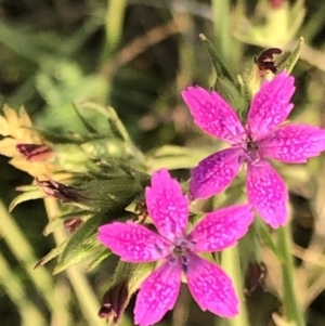 Dianthus armeria at Geehi, NSW - 25 Dec 2019