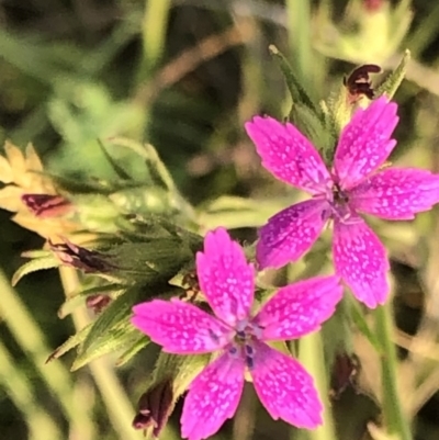 Dianthus armeria (Deptford Pink) at Geehi, NSW - 25 Dec 2019 by Jubeyjubes