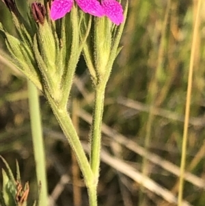 Dianthus armeria at Geehi, NSW - 25 Dec 2019