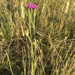 Dianthus armeria at Geehi, NSW - 25 Dec 2019