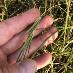 Dianthus armeria at Geehi, NSW - 25 Dec 2019