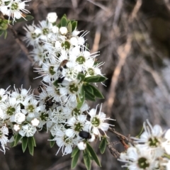 Kunzea peduncularis (Mountain Burgan) at Geehi, NSW - 25 Dec 2019 by Jubeyjubes