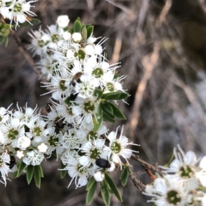 Kunzea peduncularis at Geehi, NSW - 25 Dec 2019