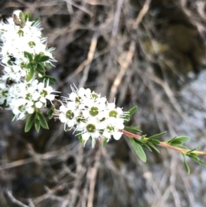 Kunzea peduncularis at Geehi, NSW - 25 Dec 2019 06:02 PM