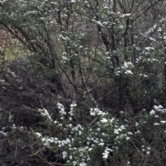 Kunzea peduncularis at Geehi, NSW - 25 Dec 2019 06:02 PM