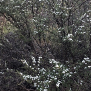 Kunzea peduncularis at Geehi, NSW - 25 Dec 2019 06:02 PM