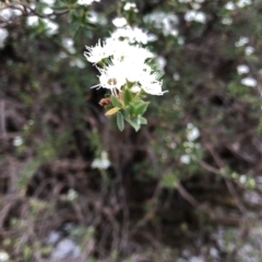 Kunzea peduncularis at Geehi, NSW - 25 Dec 2019 06:02 PM