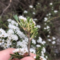 Kunzea peduncularis at Geehi, NSW - 25 Dec 2019 06:02 PM