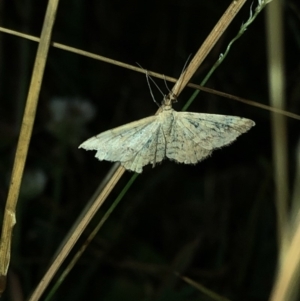 Scopula (genus) at Geehi, NSW - 25 Dec 2019