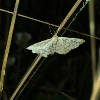 Scopula (genus) (A wave moth) at Geehi, NSW - 25 Dec 2019 by Jubeyjubes