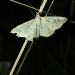 Scopula (genus) at Geehi, NSW - 25 Dec 2019