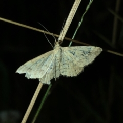 Scopula (genus) at Geehi, NSW - 25 Dec 2019