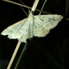 Scopula (genus) at Geehi, NSW - 25 Dec 2019