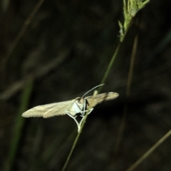 Scopula rubraria (Reddish Wave, Plantain Moth) at Kosciuszko National Park - 25 Dec 2019 by Jubeyjubes