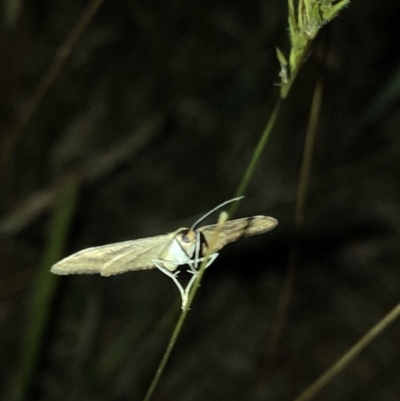 Scopula rubraria (Reddish Wave, Plantain Moth) at Kosciuszko National Park - 25 Dec 2019 by Jubeyjubes