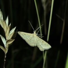 Scopula rubraria at Geehi, NSW - 25 Dec 2019