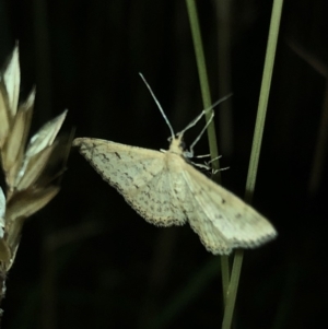 Scopula rubraria at Geehi, NSW - 25 Dec 2019