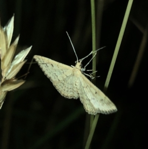 Scopula rubraria at Geehi, NSW - 25 Dec 2019