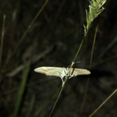 Scopula rubraria at Geehi, NSW - 25 Dec 2019