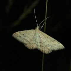 Scopula rubraria (Reddish Wave, Plantain Moth) at Kosciuszko National Park - 25 Dec 2019 by Jubeyjubes