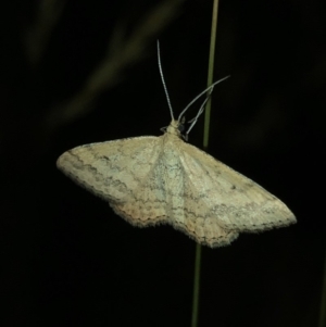 Scopula rubraria at Geehi, NSW - 25 Dec 2019