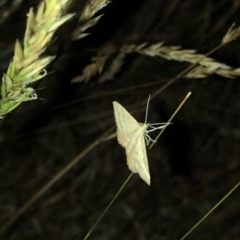 Scopula rubraria at Geehi, NSW - 25 Dec 2019