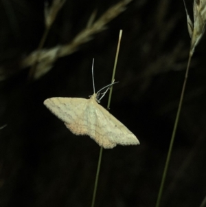 Scopula rubraria at Geehi, NSW - 25 Dec 2019