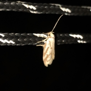 Philobota cretacea at Geehi, NSW - 25 Dec 2019