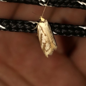 Philobota cretacea at Geehi, NSW - 25 Dec 2019