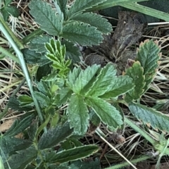 Geranium sp. (Geranium) at Geehi, NSW - 25 Dec 2019 by Jubeyjubes