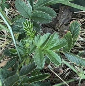 Geranium sp. at Geehi, NSW - 26 Dec 2019