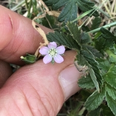 Geranium sp. at Geehi, NSW - 26 Dec 2019