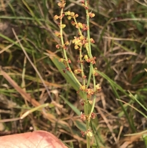 Rumex acetosella at Geehi, NSW - 26 Dec 2019