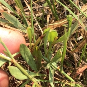 Rumex acetosella at Geehi, NSW - 26 Dec 2019 09:59 AM