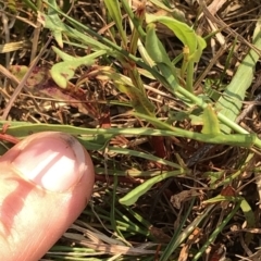 Rumex acetosella at Geehi, NSW - 26 Dec 2019