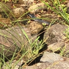 Pseudechis porphyriacus (Red-bellied Black Snake) at Geehi, NSW - 25 Dec 2019 by Jubeyjubes