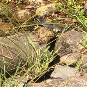 Pseudechis porphyriacus at Geehi, NSW - 26 Dec 2019 10:18 AM