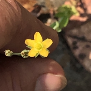 Hypericum gramineum at Geehi, NSW - 26 Dec 2019