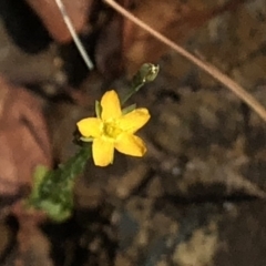 Hypericum gramineum at Geehi, NSW - 26 Dec 2019