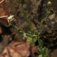 Hypericum gramineum at Geehi, NSW - 26 Dec 2019