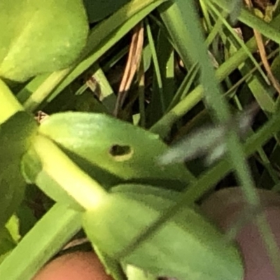 Gratiola peruviana (Australian Brooklime) at Geehi, NSW - 26 Dec 2019 by Jubeyjubes