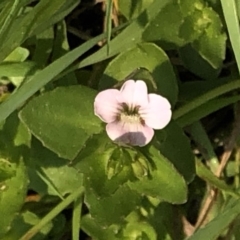 Gratiola peruviana at Geehi, NSW - 26 Dec 2019 11:21 AM
