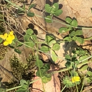 Lotus corniculatus at Geehi, NSW - 26 Dec 2019