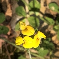 Lotus corniculatus at Geehi, NSW - 26 Dec 2019