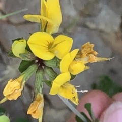 Lotus corniculatus at Geehi, NSW - 26 Dec 2019