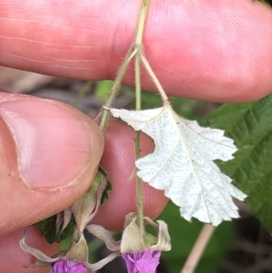 Rubus parvifolius at Geehi, NSW - 26 Dec 2019