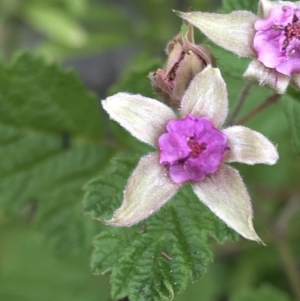 Rubus parvifolius at Geehi, NSW - 26 Dec 2019