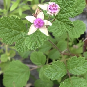 Rubus parvifolius at Geehi, NSW - 26 Dec 2019