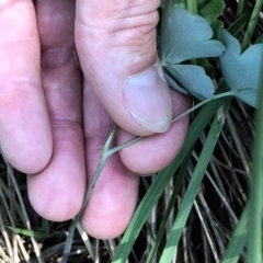Unverified Other Wildflower or Herb at Kosciuszko National Park - 26 Dec 2019 by Jubeyjubes
