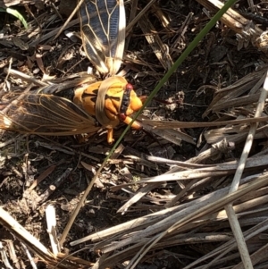 Cyclochila australasiae at Geehi, NSW - 26 Dec 2019